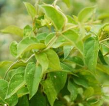 Gymnema Leaf Extract